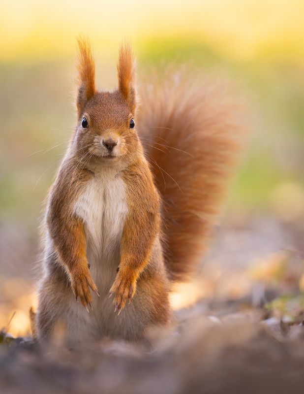 Squirrelphoto preview
