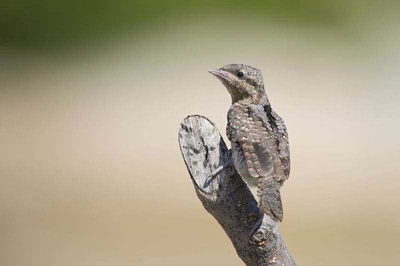 Jynx torquillaphoto preview