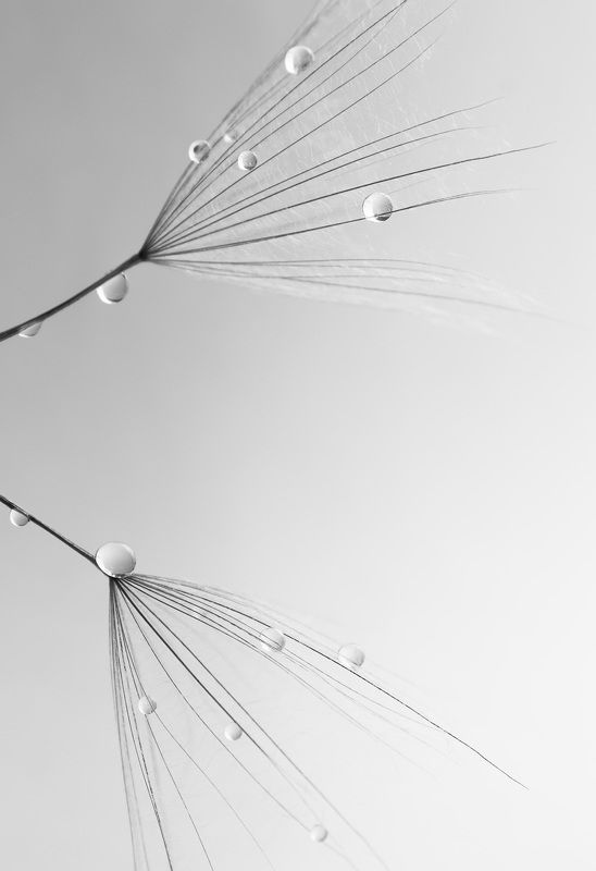 #dandelion, #drops, #waterdrops, #wallpaper, #nature, #closeup, #backdrop, #background, #macro, #flower, #print, #macrophotography, #macrophoto Tendernessphoto preview