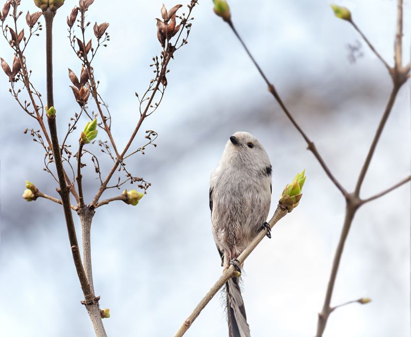 птица, ополовник, весна, весна .. ура!photo preview