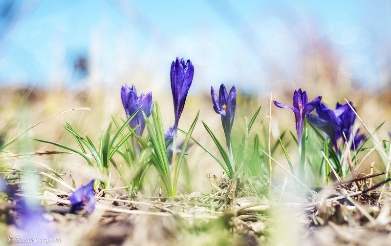 крокус, цветы, весна, апрель,  макро Крокусыphoto preview