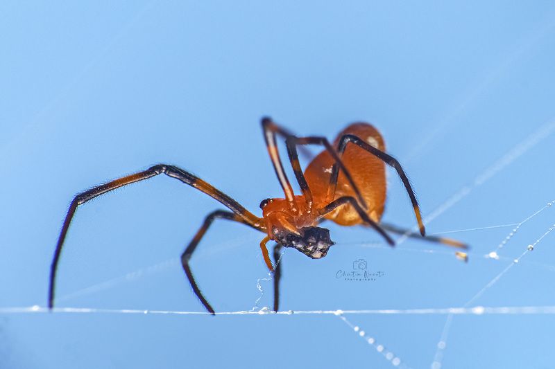 spider. garden, macro, small, animal, legs, light, wind, outside, nature, beauty, beatiful, focus Spiderphoto preview