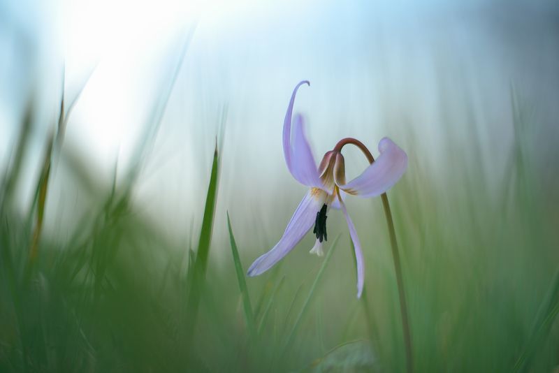 Erythronium dens-canisphoto preview