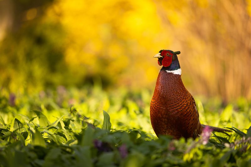 Pheasantphoto preview