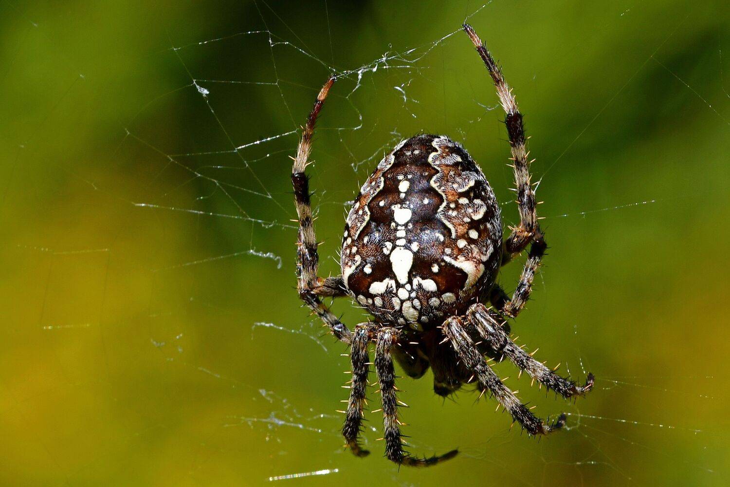 , Корнейчук Игорь