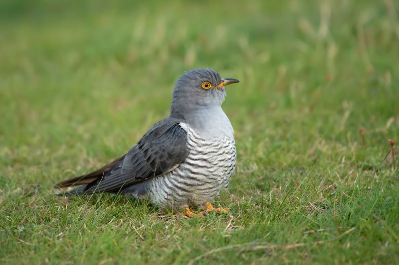 Cuculus canorusphoto preview