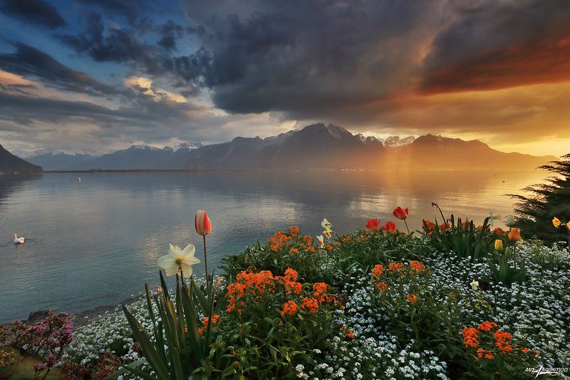 swiss,весна,montreux,швейцария Весна..photo preview