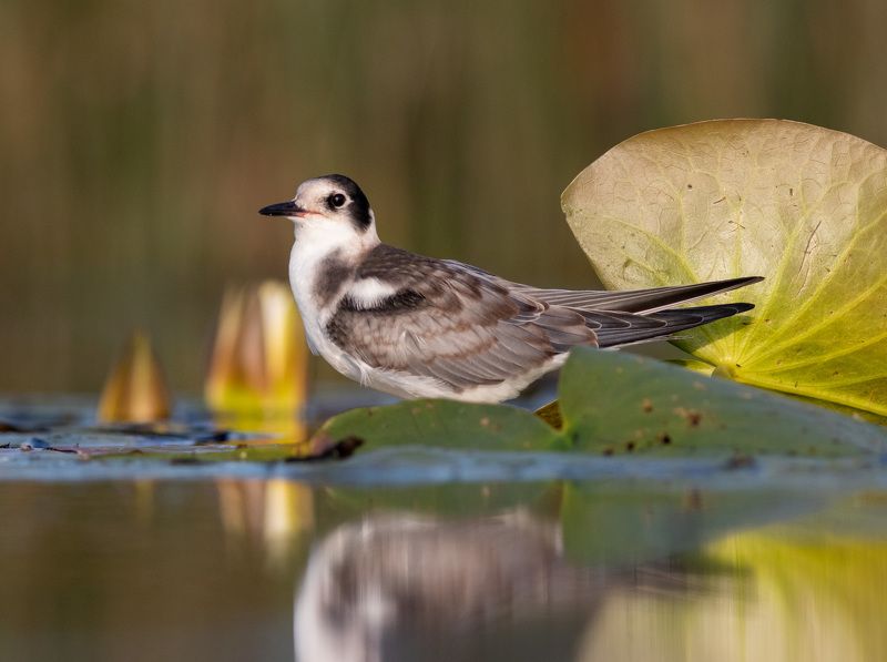 птица, фотоохота, московскаяобласть, крачка, birds Чёрная крачкаphoto preview