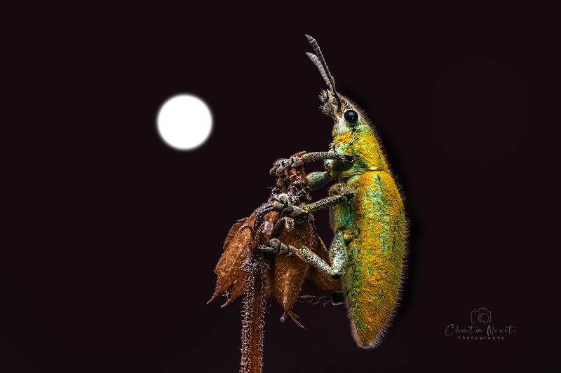 insect, moon, night, dark, light, nature, outside, macro, focus, beauty, beatiful, black, small Insect under the moonphoto preview