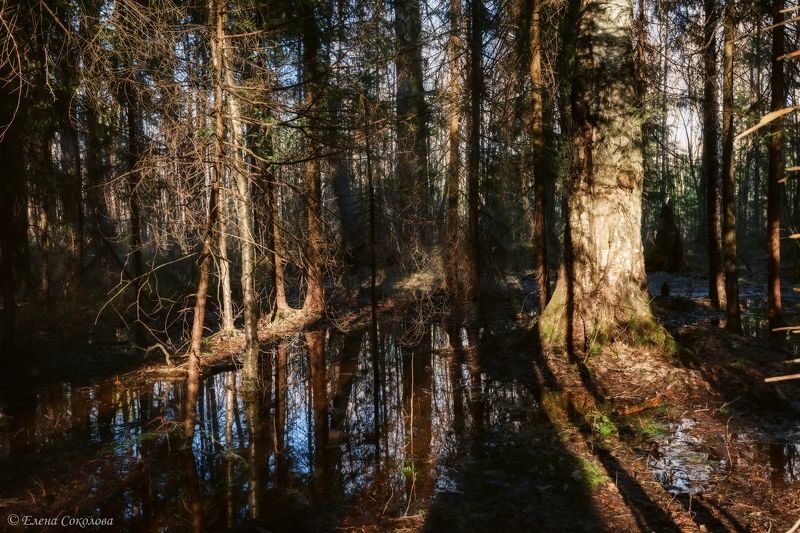 весна, лес, пейзаж, весенний пейзаж, вода, лужа, отражение Весенний лесphoto preview