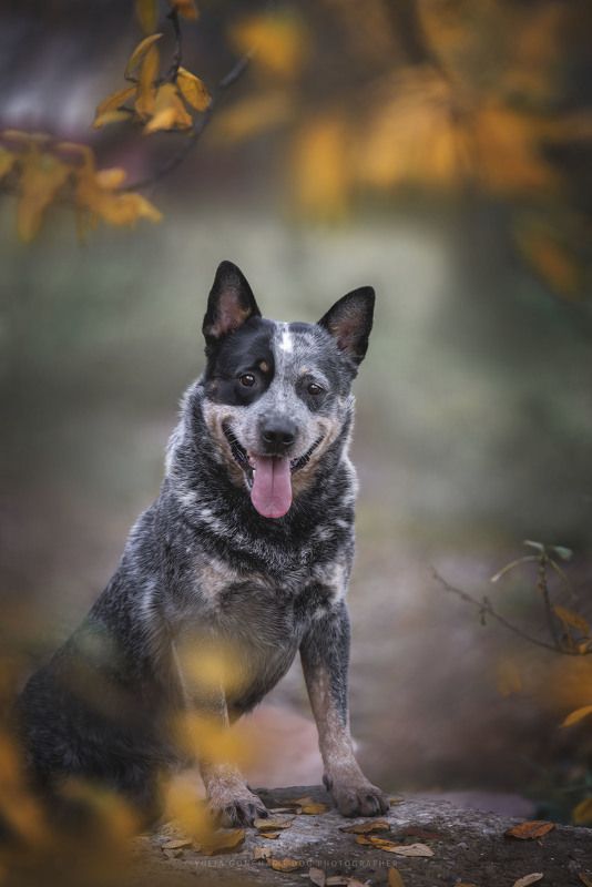 Австралийский хилерphoto preview