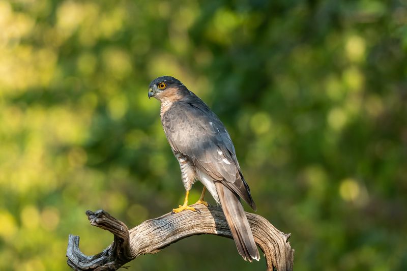 sparrowhawk; raptor; epervier; bird; bird of prey Eurasian Sparrowhawkphoto preview