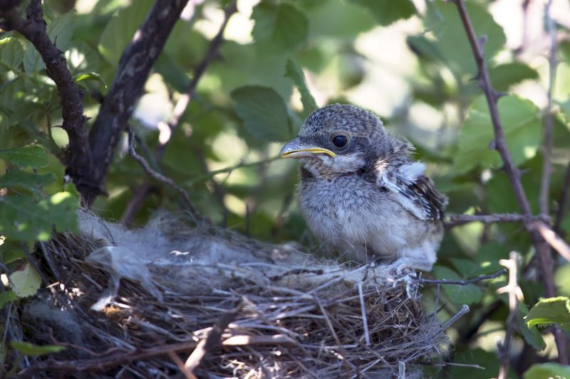 Lanius collurio youngphoto preview