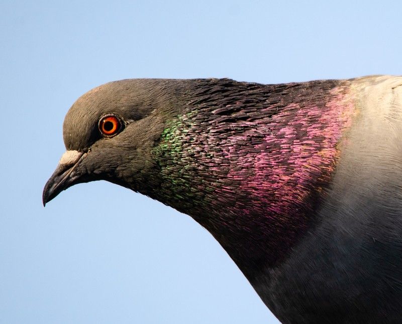 Портрет голубяphoto preview