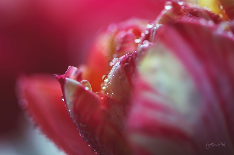 капли, тюльпаны, весна, боке Капелька весны на ветке удержалась...Там и расцвела...photo preview