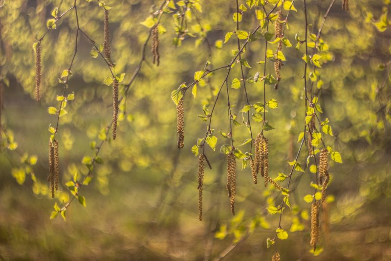 берёза, лес, весна, апрель photo preview