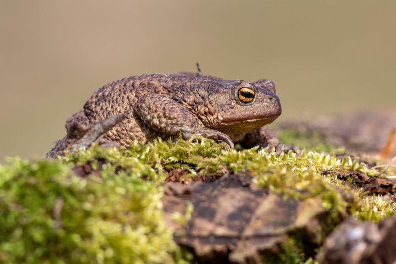 жаба, животные, московскаяобласть, Серая жабаphoto preview