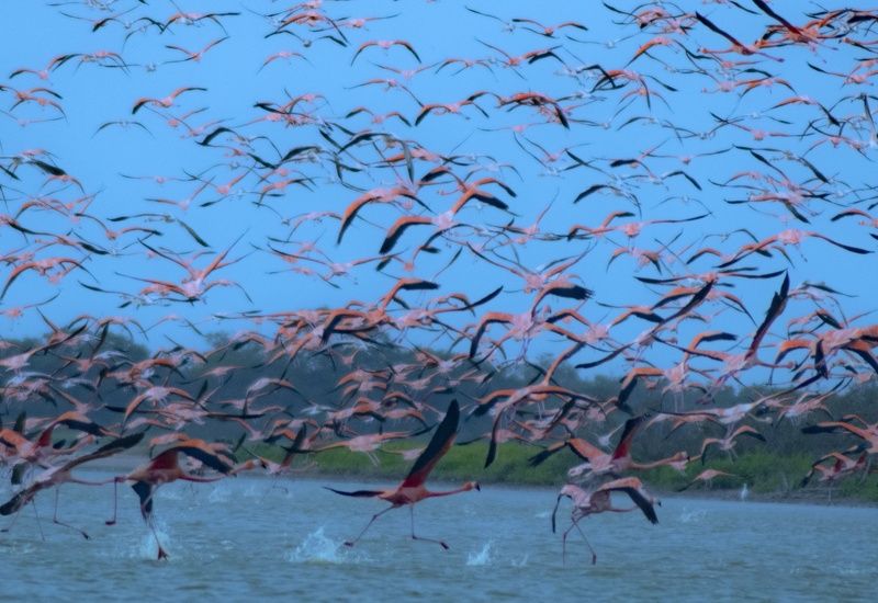 burds, nature, pink, water , colours family of flamingosphoto preview