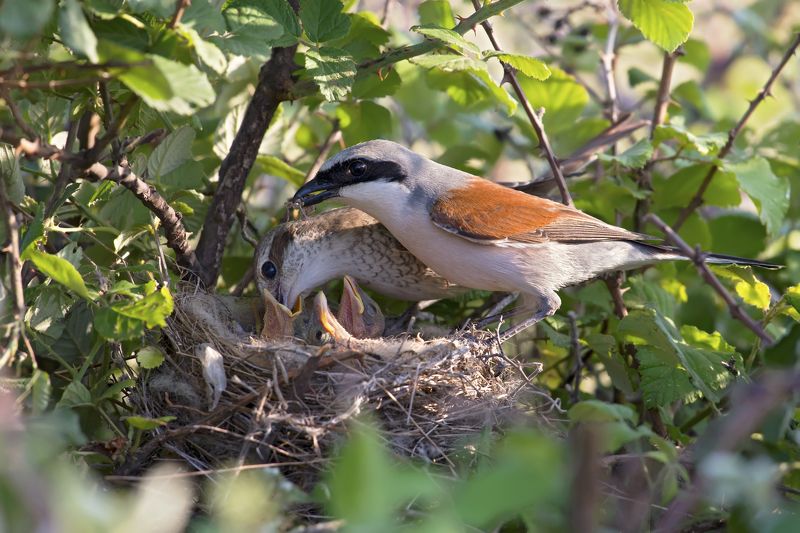Lanius collurio familyphoto preview
