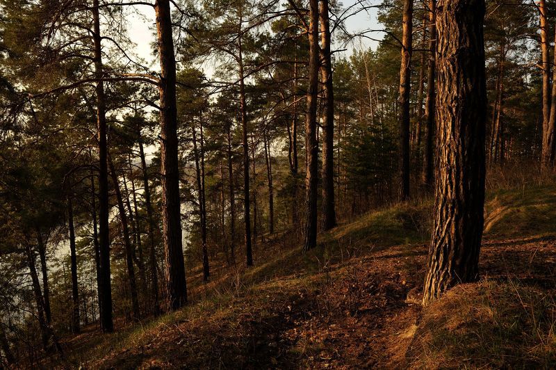 Сосновый бор над рекой Псёл...photo preview