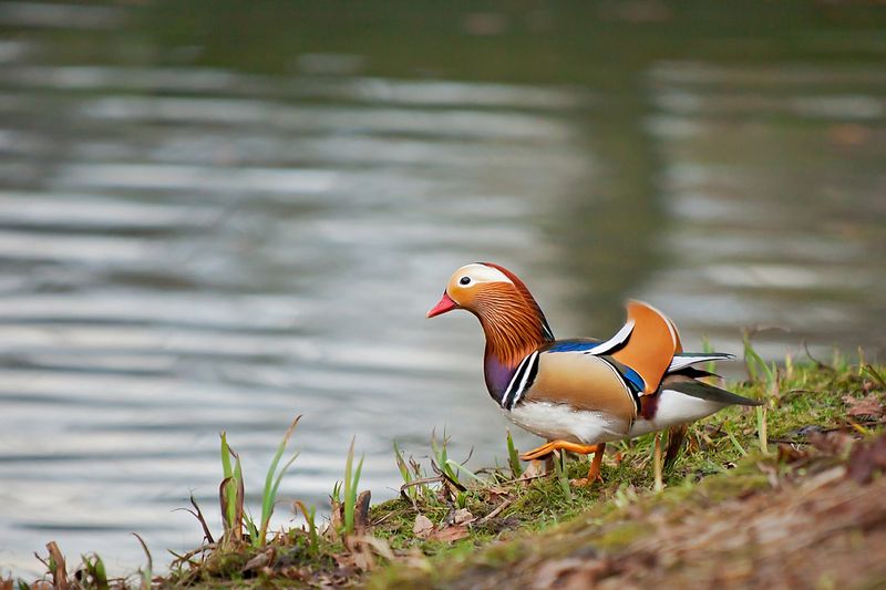 Утка-мандаринкаphoto preview