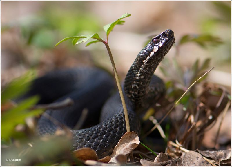 змея,гадюка,апрель,время, выходить,греться Апрель, время выходить погреться )photo preview
