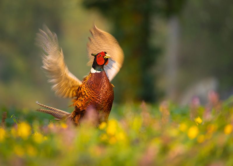 Pheasantphoto preview