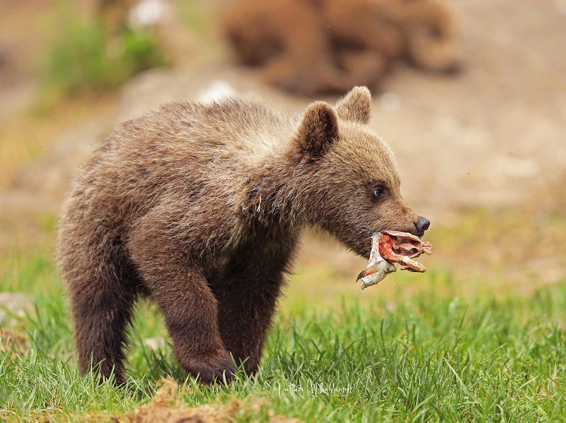 Удачная рыбалка ... фото превью