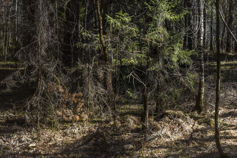 *******photo preview