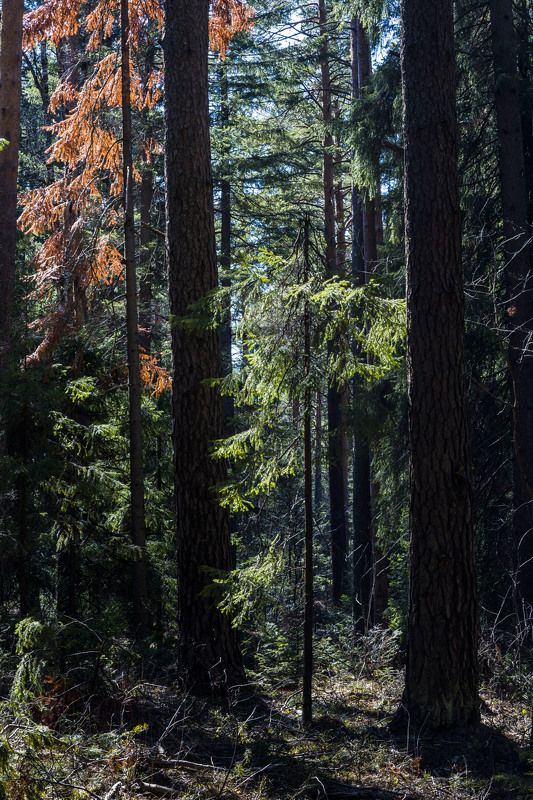 *******photo preview