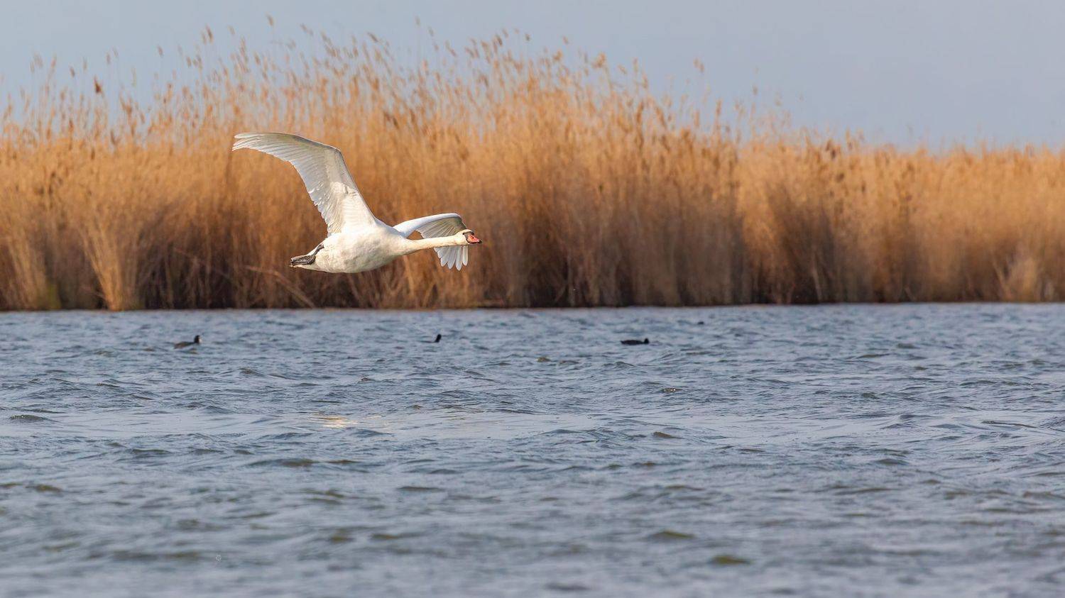 ***. Автор: Марат Кучкаев фотоохота, лебедь, Марат Кучкаев