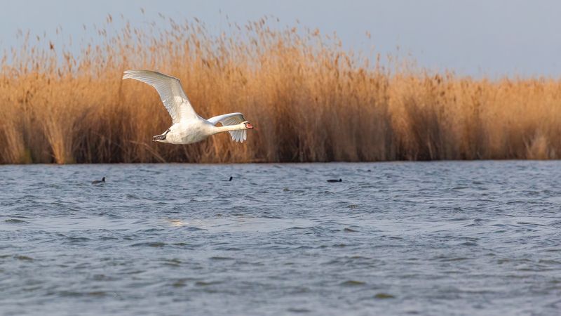 фотоохота, лебедь ***photo preview