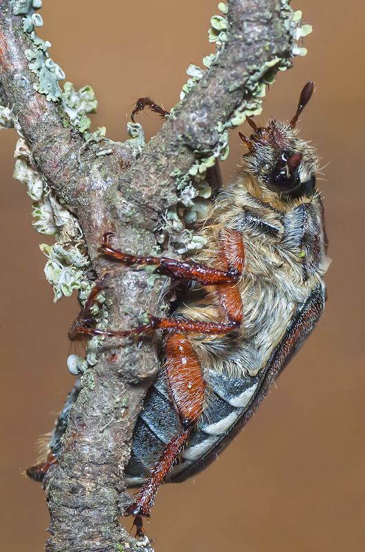 май, жук ,веточка Майский ж-ж-жукphoto preview