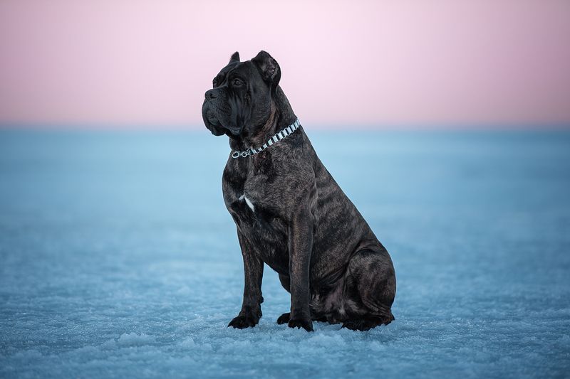 розовый закатphoto preview