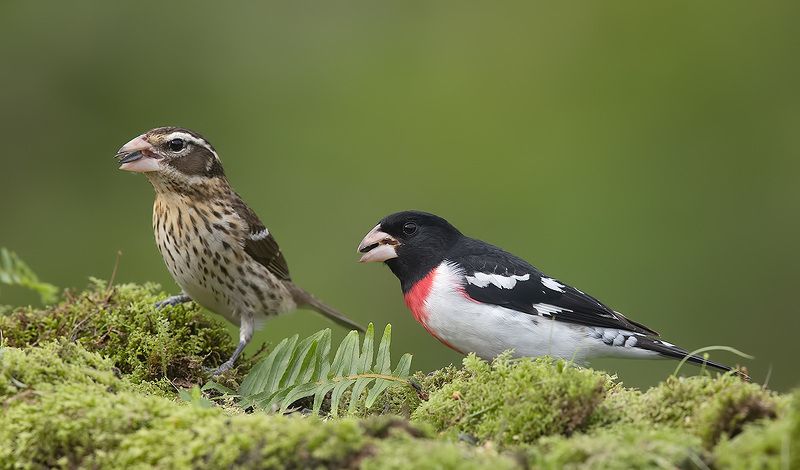 красногрудый дубоносовый кардинал, rose-breasted grosbeak, grosbeak, весна Пара. Красногрудый дубоносовый кардинал -Rose-breasted Grosbeakphoto preview