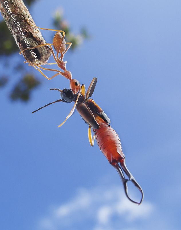 #macro#ant#colors#laowa15mmf4 I Win! You Lose!photo preview