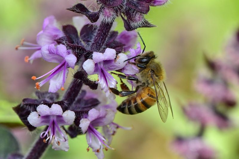 abelha, denis moura, mogi das cruzes, brasil, bee Save the beesphoto preview