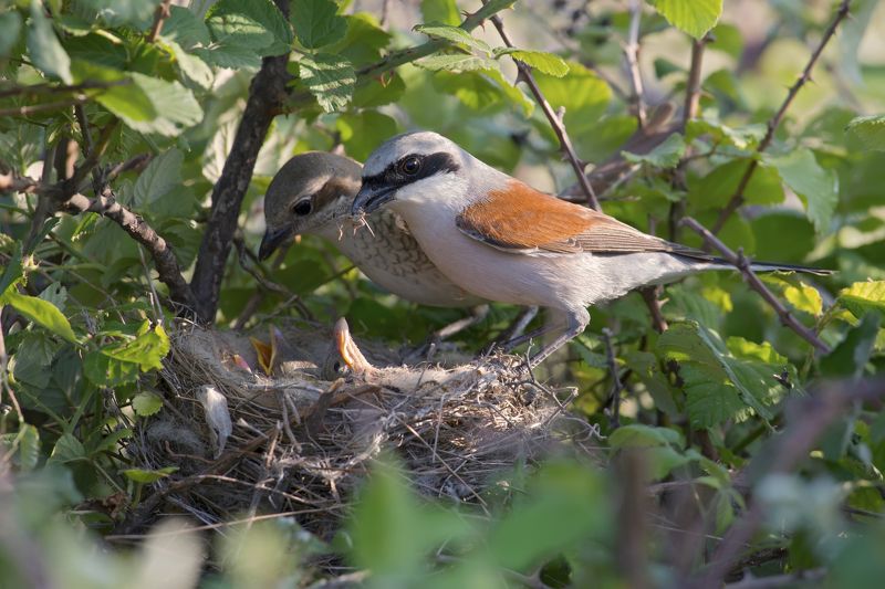 Lanius collurio familyphoto preview