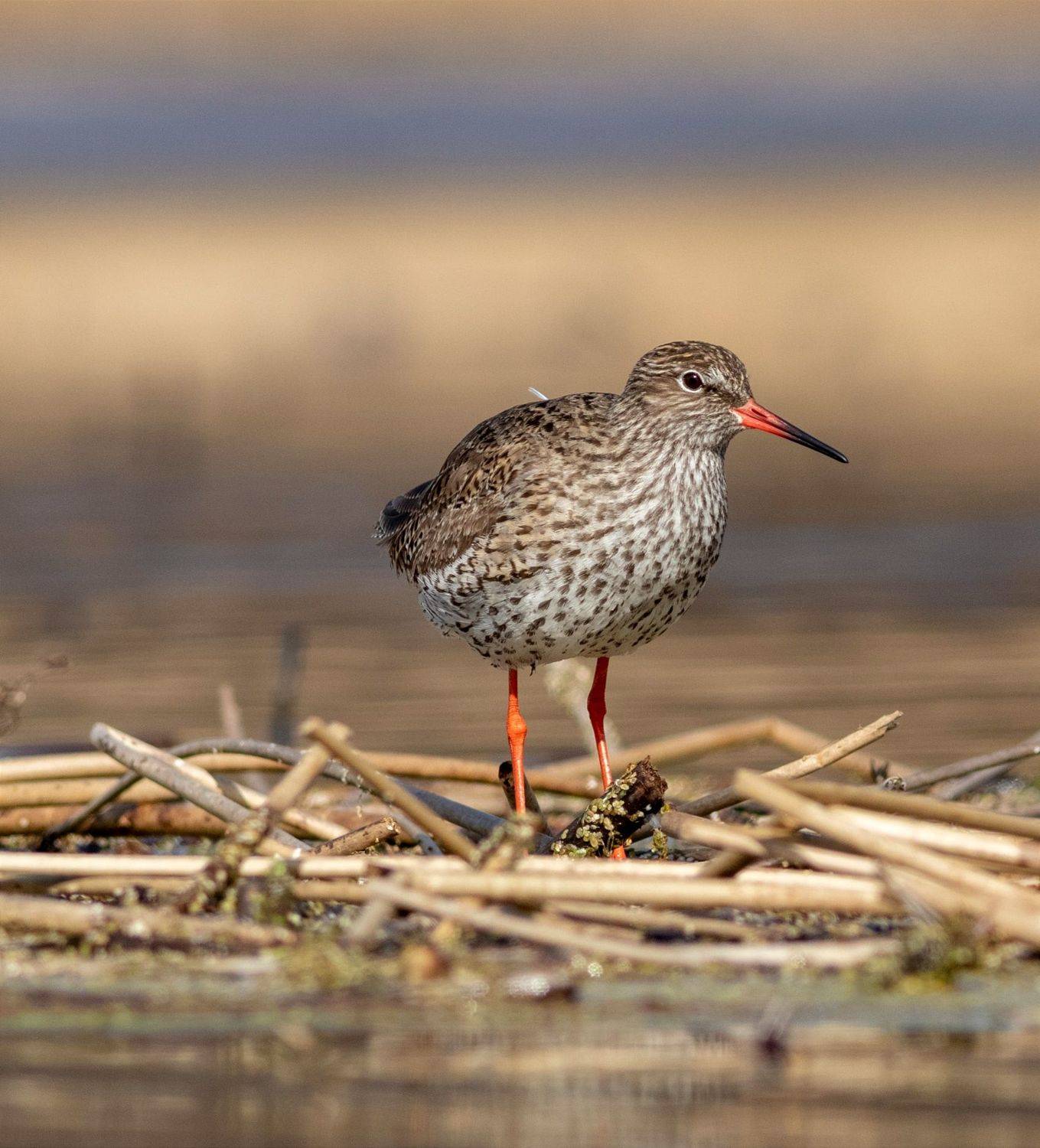 Травник. Автор: Павел Краснослободцев птица, травник, московская область, birds, околоводные, кулик, tringa totanus, Павел Краснослободцев