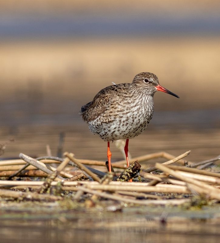 птица, травник, московская область, birds, околоводные, кулик, tringa totanus Травникphoto preview