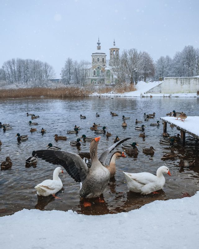 Торопец, гуси, церковь, деревня Зимние гусиphoto preview
