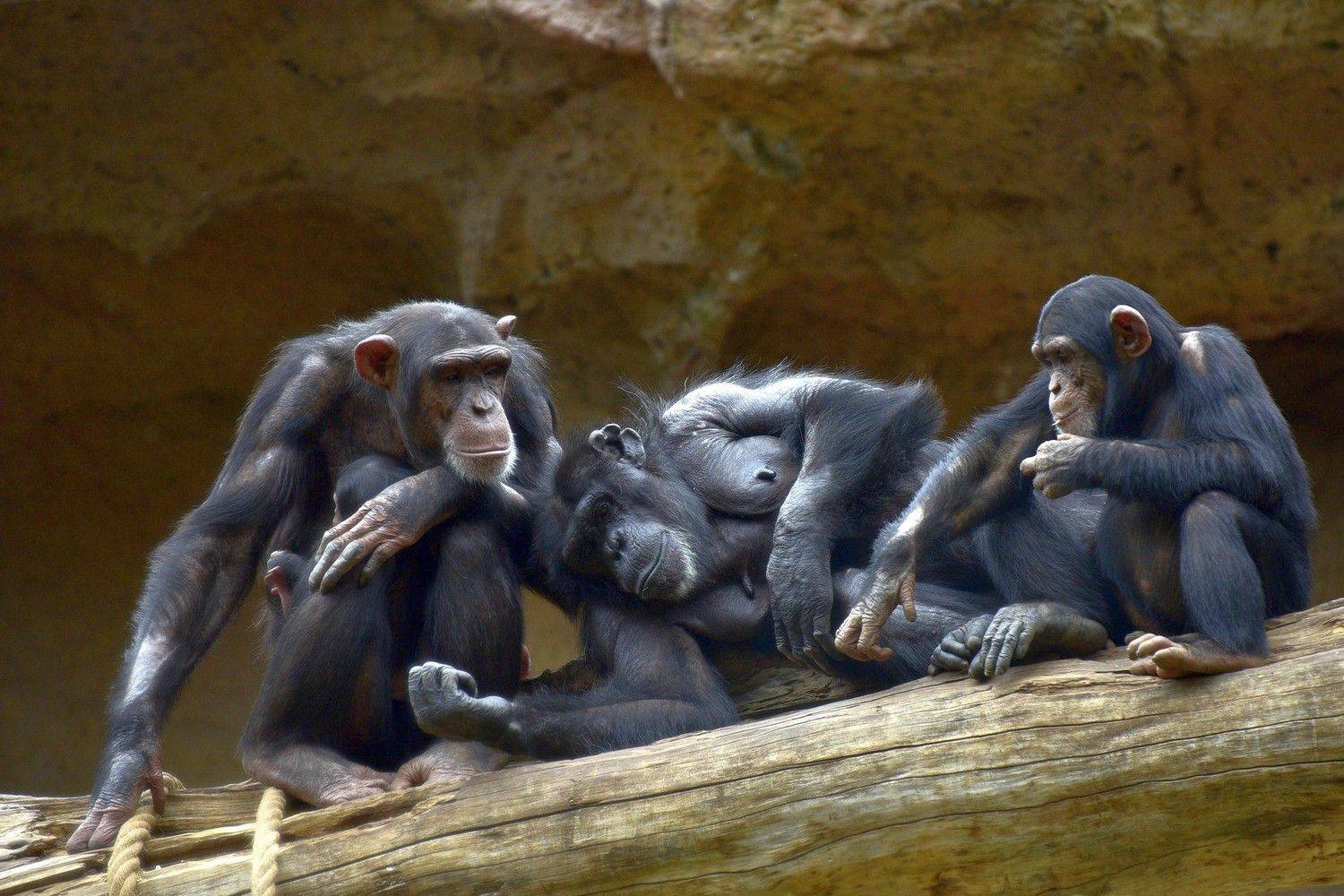 Семья... Автор: Корнейчук Игорь , Корнейчук Игорь