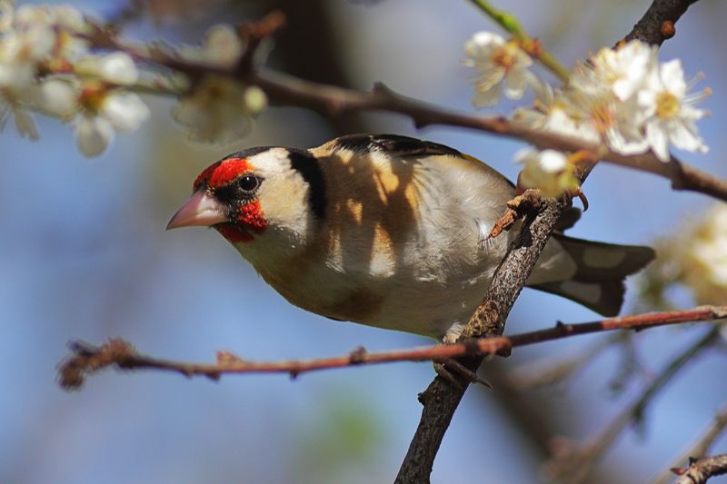 Щиглец - Черноголовый щегол - (Carduelis carduelis)photo preview