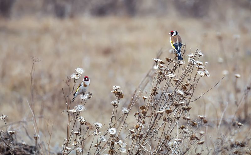 птицы, щеглы, весна, Щеглы, весна..photo preview