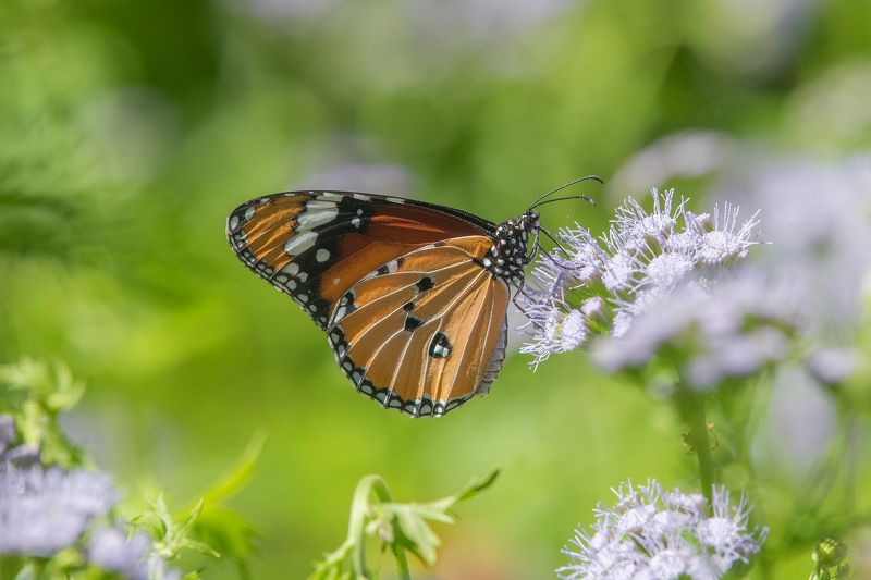 butterfly photo preview