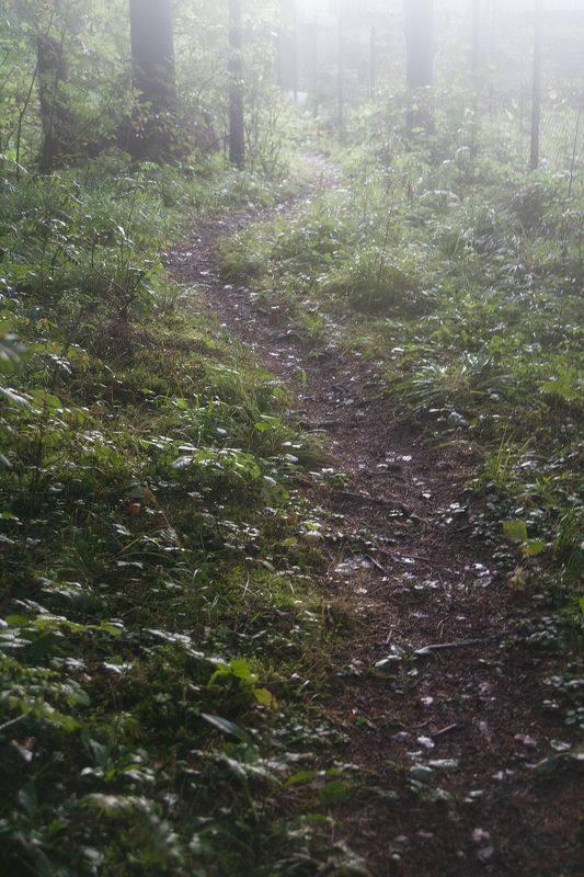 пейзаж, природа, лес, landscape, nature, forest, summer forest, summer landscape, rain ...after the rainphoto preview