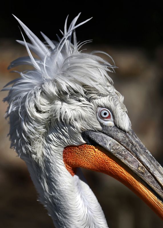 кудрявый пеликан Кудрявый пеликанphoto preview