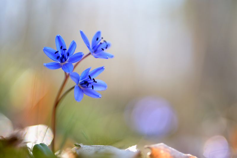Scilla bifoliaphoto preview