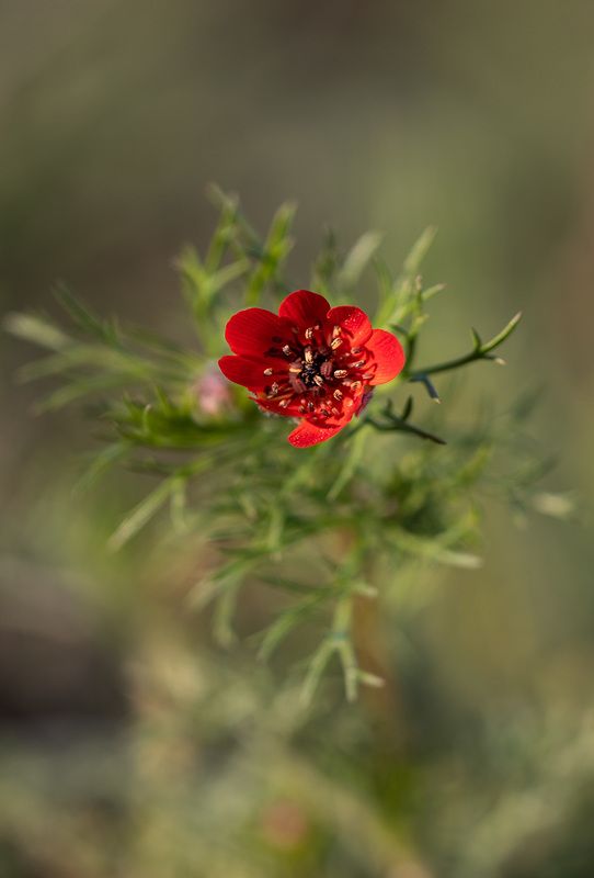 Огонек душиphoto preview