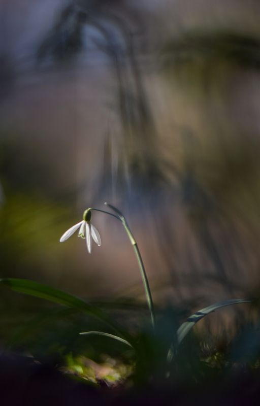 макро, весна, цветы, подснежники, лес, первоцветы, покой, мир, красота, макромир, созерцание, вчувствование \